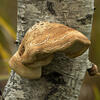 _A003893-94croofm.jpg